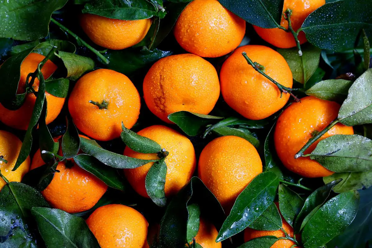 How To Check If An Orange Is Bad: The Signs Of Rotten Oranges
